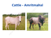 5 cattle breed_agrilearner.pdf